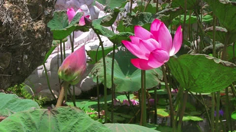 Water lily Stock Footage 23475168