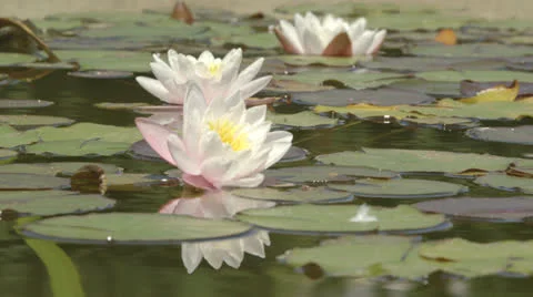 Water Lily Stock Footage 25861793