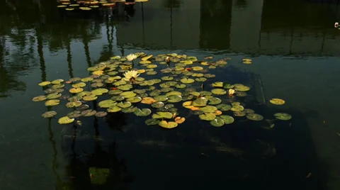 Water lily Stock Footage 32481787