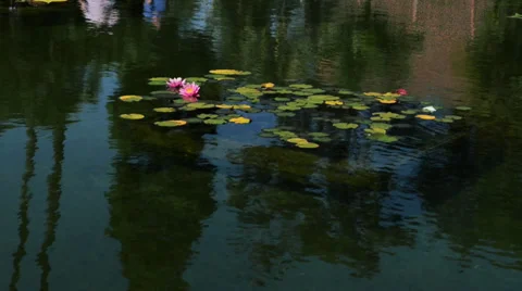 Water lily Stock Footage 32481793
