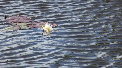 Water Lily. Stock Footage 35953167
