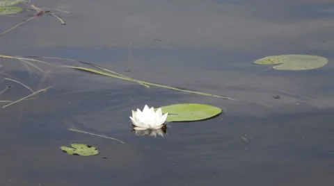 Water-lily Stock Footage 67183027