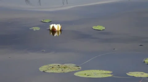 Water-lily Stock Footage 67183093