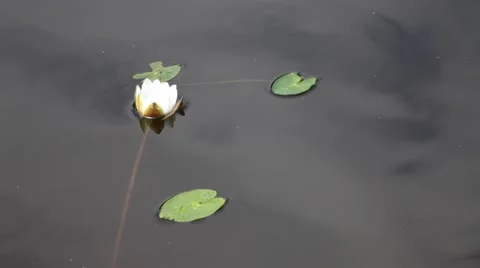 Water-lily Stock Footage 67183141