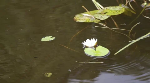 Water-lily Stock Footage 67183165