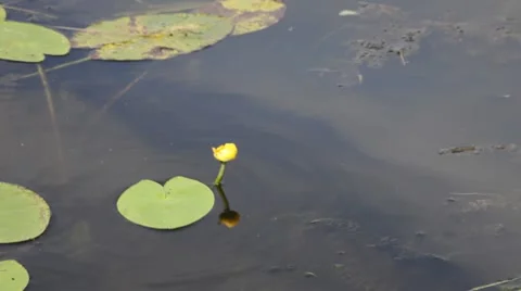Water-lily Stock Footage 67183209