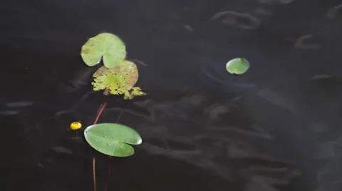 Water-lily Stock Footage 67183681