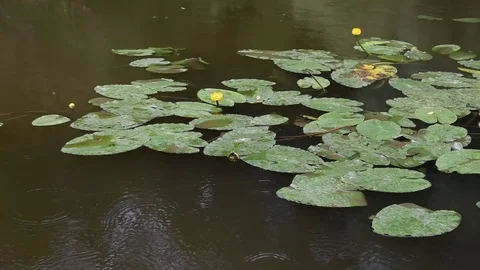 Water-lily Stock Footage 80860020