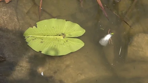 Water Lily Video stock 100065493