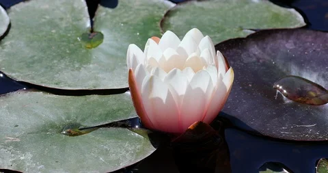 Water Lily Stock-Footage 107748293