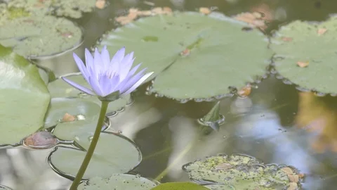 Water Lily Stock Footage 123244205