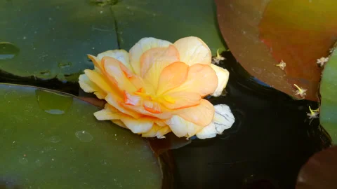 Water lily Stock Footage 131665910