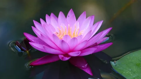 Water Lily Stock Footage 137760780