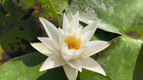 Water lily Stock Footage 156164630