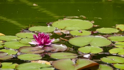 Water lily Video stock 221316420