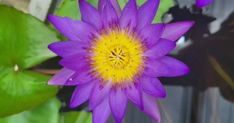 Water Lily  Video stock 246958056