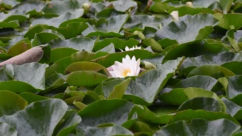 Water lily Stock Footage 260422612