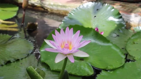 Water lily Stock Footage 273857072