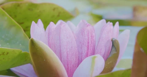Water Lily Stock Footage 276135950