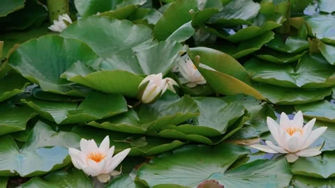 Water lily 库存影片 332890603