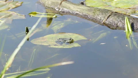 Water lily frog Video stock 130669536