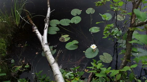 Water lily with a green leaf in the forest lake. Stock Footage 204160762
