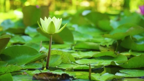 Water lily grows against the background of water lilies from the water Stock Footage 229526983