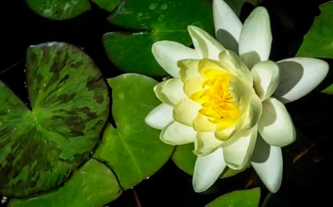 Water lily Stock Illustration