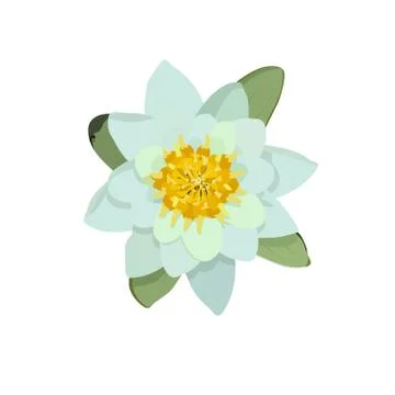 Water lily Stock Illustration