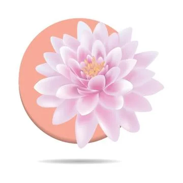Water Lily Stock-Illustration