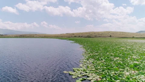 Water lily lake Stock Footage 296172120