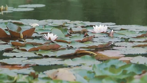 Water lily lat. Nympha Stock Footage 69091339