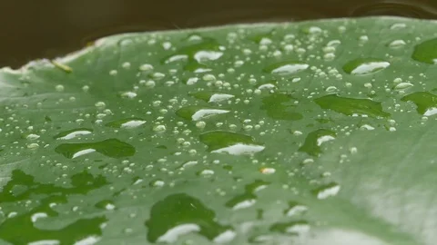 Water lily leaf with drops on the surface Stock Footage 113195899