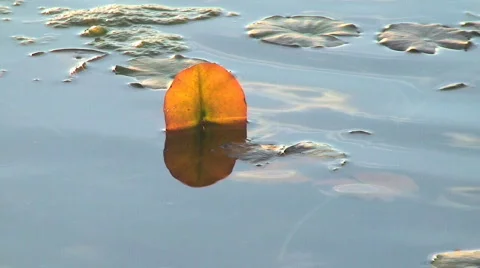 Water lily leaf  動画素材 118750