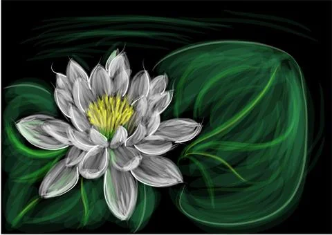 Water lily with leaf Stock Illustration
