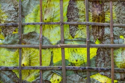 Water lily leaf for pattern background Fotos Stock