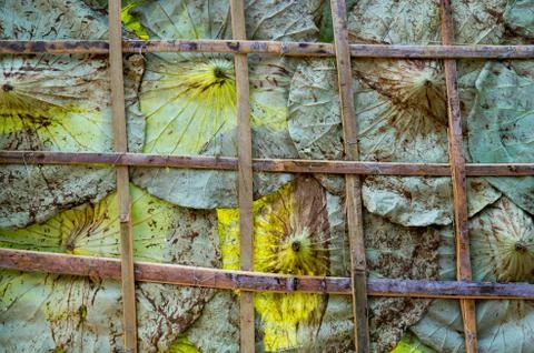 Water lily leaf for pattern background Fotos Stock