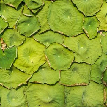 Water lily leaf for pattern background Fotos Stock