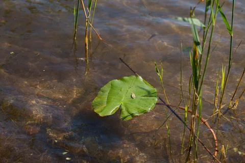 Water lily leaf. 写真素材