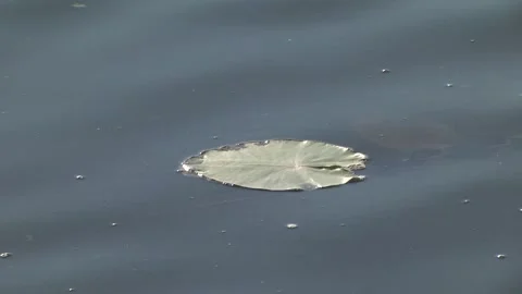 Water lily leaf in a pond. Video stock 252484416