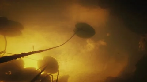 Water lily leafs Video stock 142623482