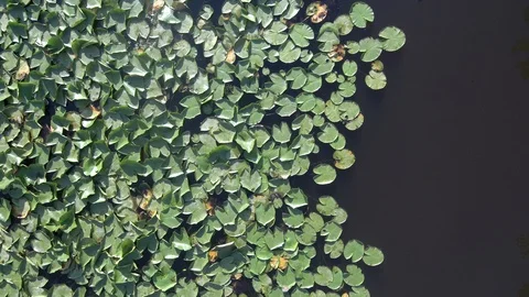 Water lily leaves from above Stock Footage