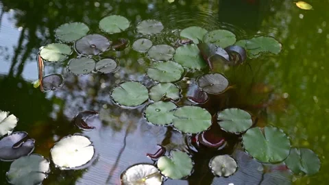 Water lily leaves floating on the surface of a pond. Stock Footage 326362559