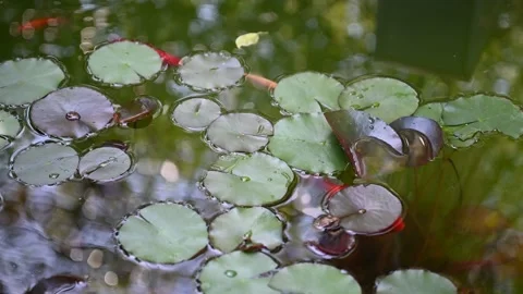 Water lily leaves floating on the surface of a pond. Stock Footage 326362990
