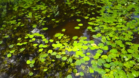 Water lily leaves gently floating on a shallow river Stock Footage 343931710