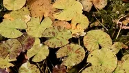 Water Lily Leaves In A Pond Stock Footage