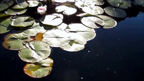 Water lily leaves under sunlight, closeup Stock Footage