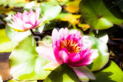 Water lily lotus flower and leaves Stock Photos
