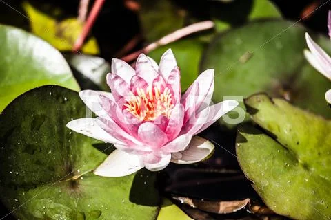 Water lily lotus flower and leaves Stock Photos