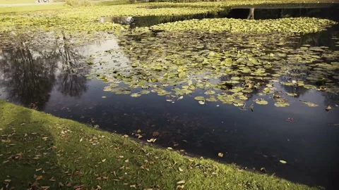 Water lily, lotus Stock Footage 220202858